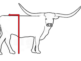 How to Measure a Miniature
