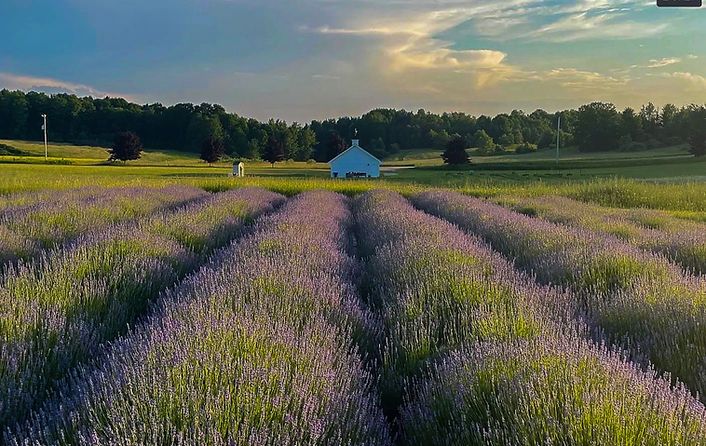 lightwell-lavender-farm-1.jpg