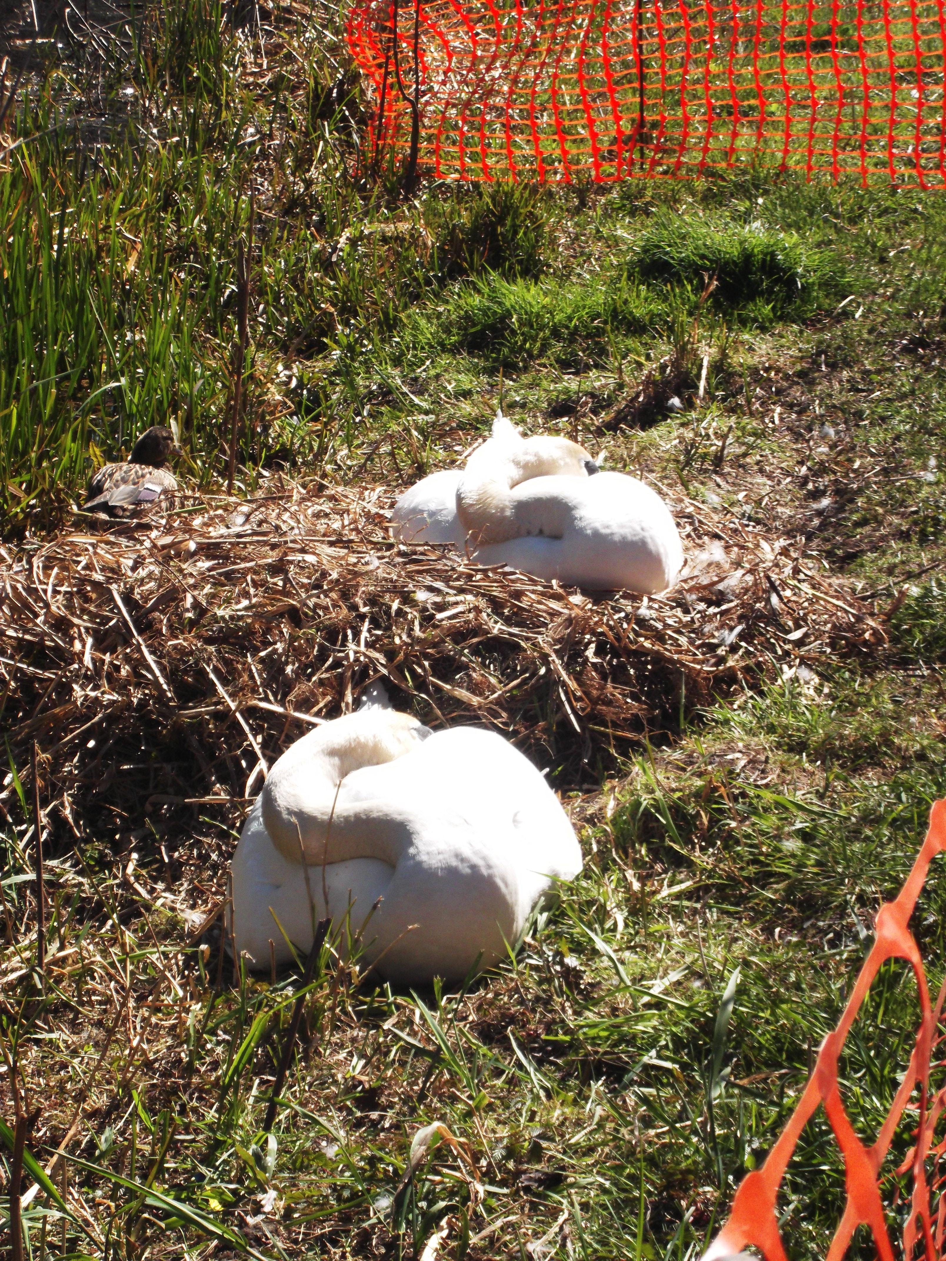 Forest Schools - nests