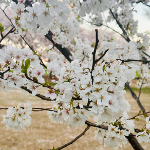 Cherry Blossoms DC 2026: Part II