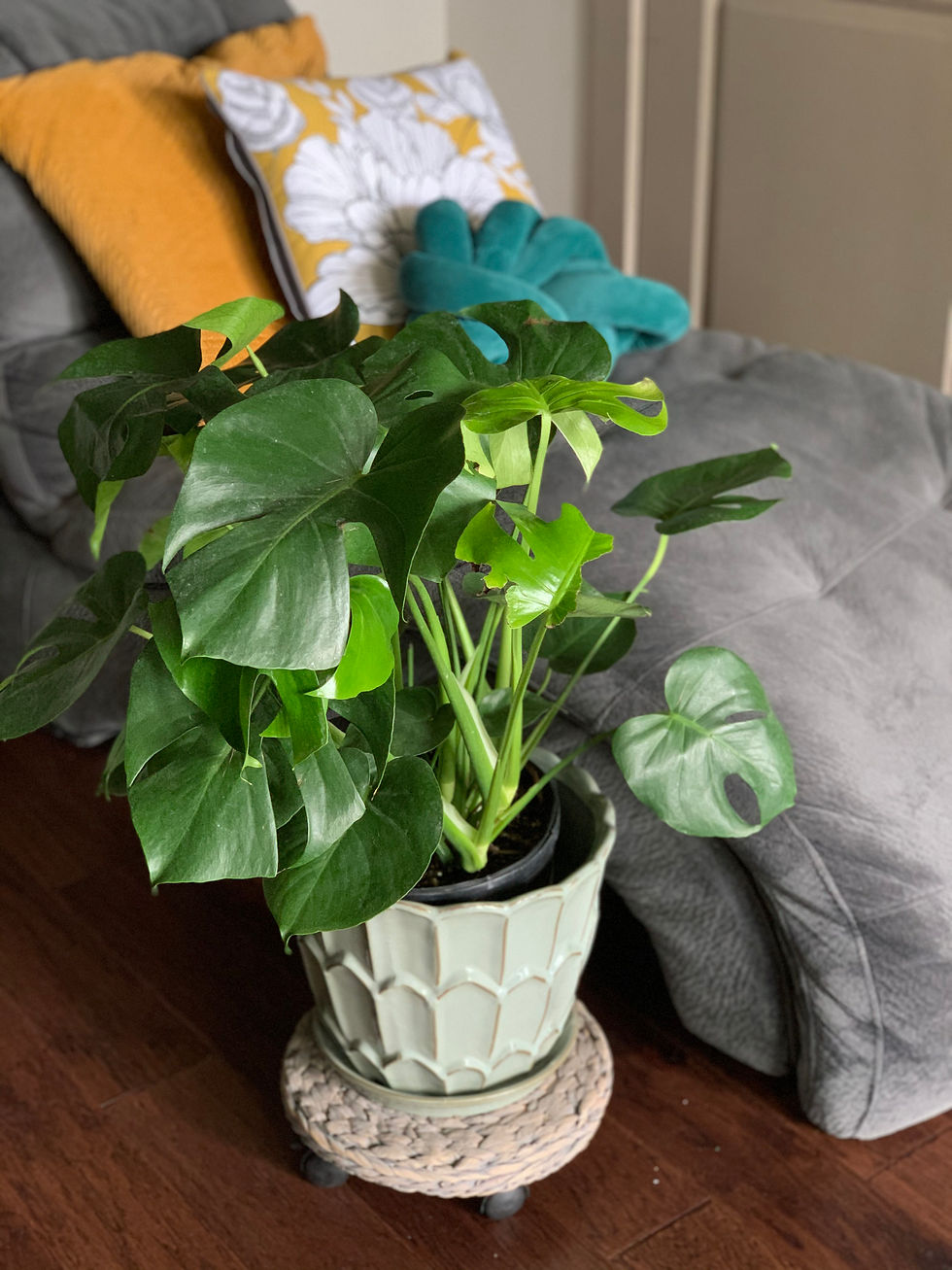 Monstera