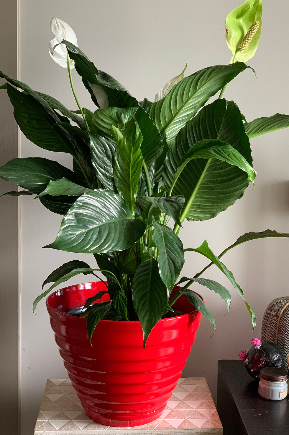 Peace Lily Plant