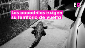 Los cocodrilos también quieren vivir en paz