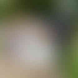 Wagga Wagga Church Wedding