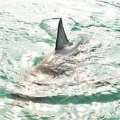 Could the Megalodon Still Exist Today?