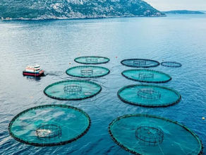 Aquaculture: The Future of Marine Food Production