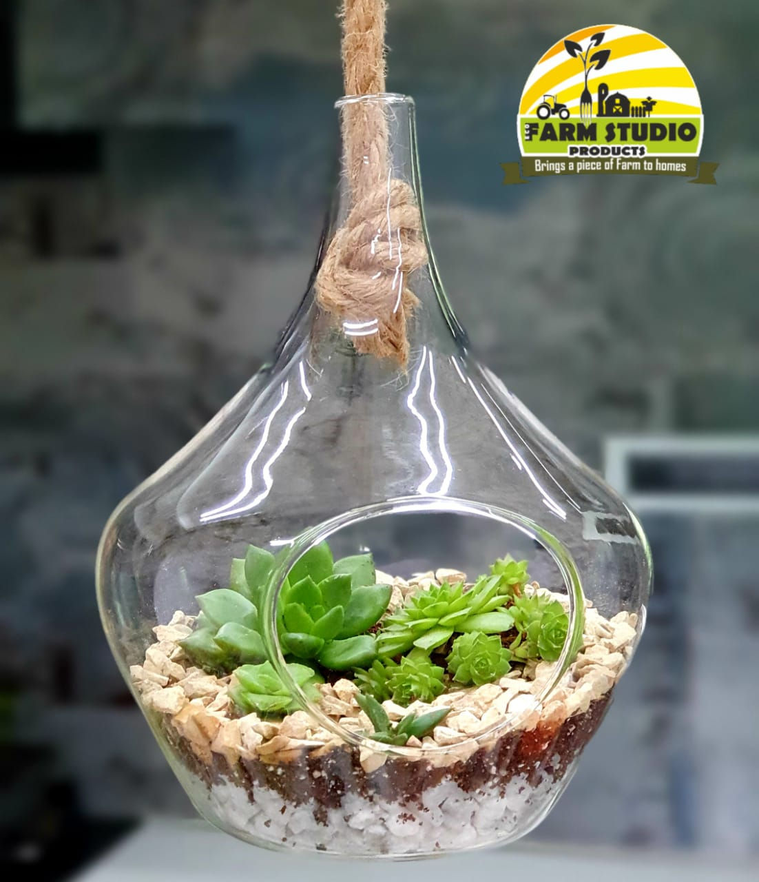 Flask Shaped Terrarium - with succulent plants