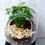Thumbnail: Small Capsule Shaped Terrarium
