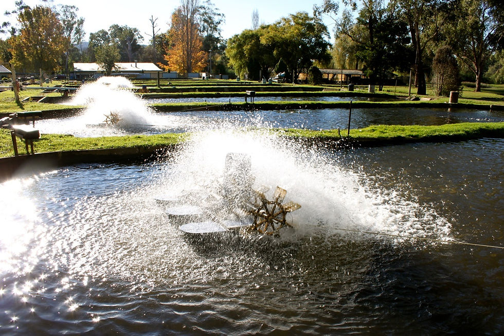 Buxton Trout Farm Ponds