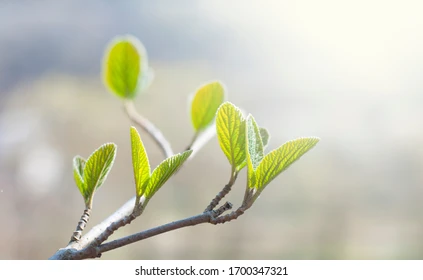 spring buds.webp