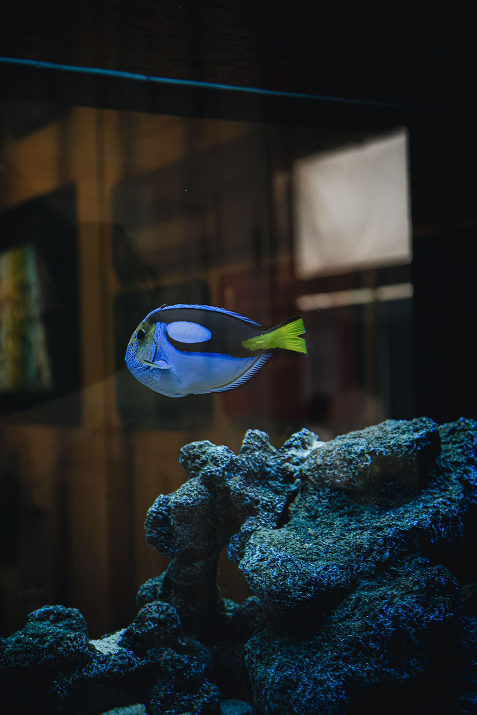 Configuración de acuario de agua salada con equipo técnico completo para mantenimiento estable.