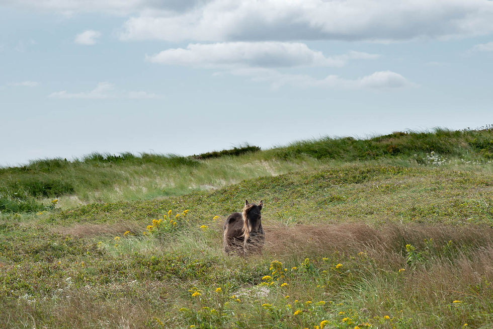 Sable Island, Nova Scotia
