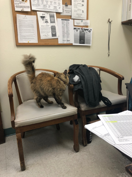 Meet Rosemary, the facility’s community cat. Rosemary is just one of the ways that Bayside works to make the residents feel at home. Beware, she’s feisty.