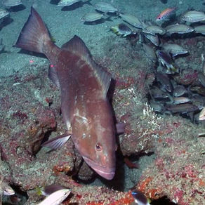 Tarin Bay fishing captain admits illegal grouper, snapper hauls, federal prosecutors say