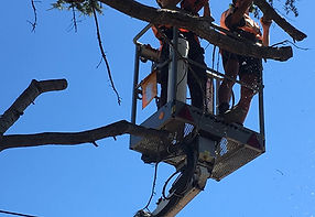 dead-tree-pruning