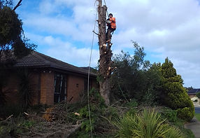 tree-cutting-power-saw