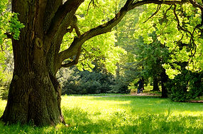 tree-photography