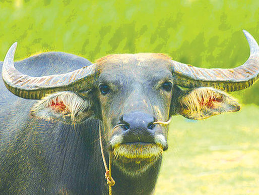 Acupuncture can boost carabao productivity, studies show