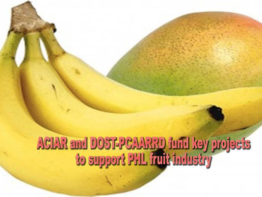 ACIAR and DOST-PCAARRD fund key projects to support PHL fruit industry