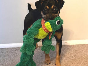 Katie Bug is still looking for a furever home!