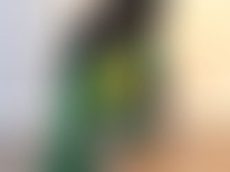 Katie Bug is still looking for a furever home!