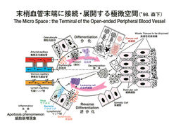 末梢血液空間理論図 森下先生