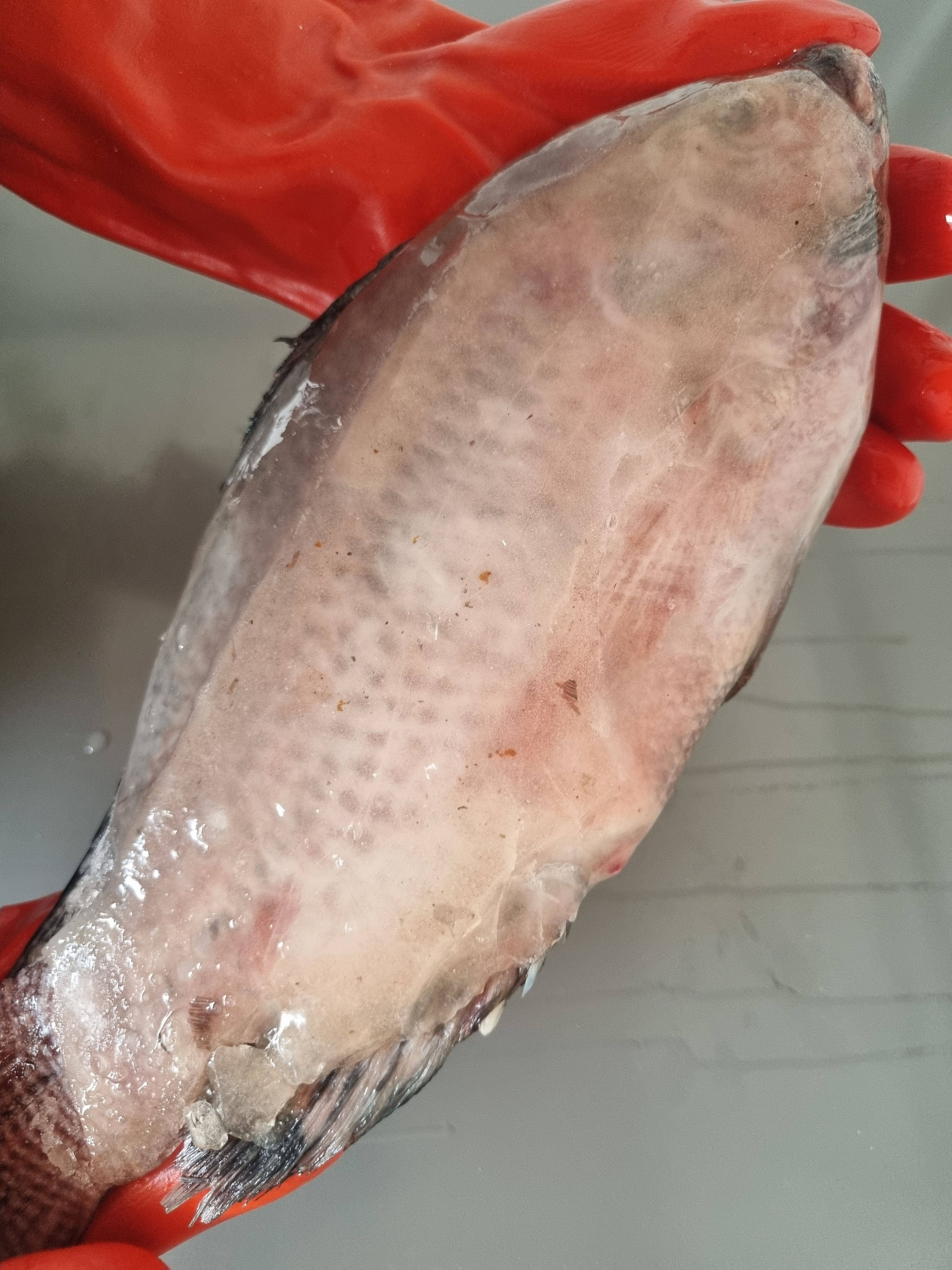 Poisson Carpe Rouge - Petite Taille - CHCI021705241847