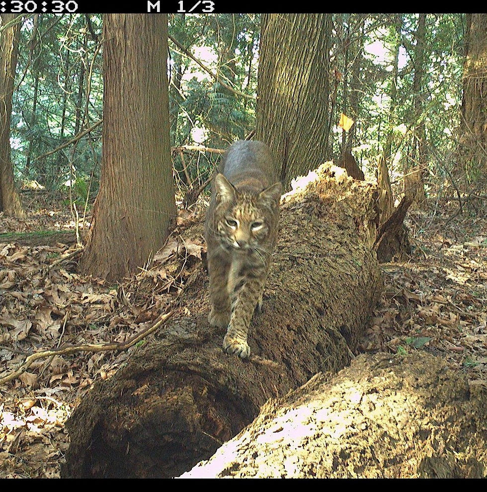 Wildlife in Your Neighborhood