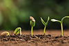 seedgerminating_029b290d-e465-4871-92be-1f74352700ad.jpg