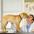 Vet and Puppy