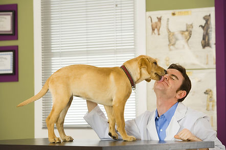 Veterinary pet cannabis (CBD - hemp extract) education is vital for a pet's health.