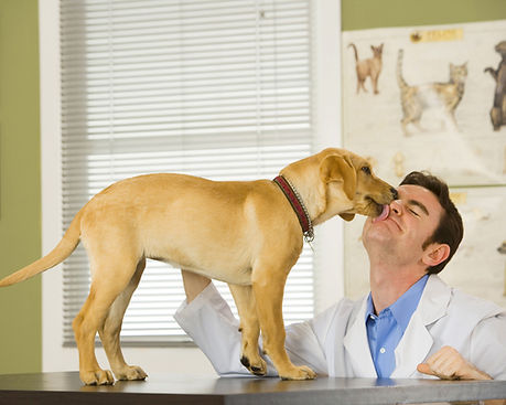 Cachorros que cheiram doenças