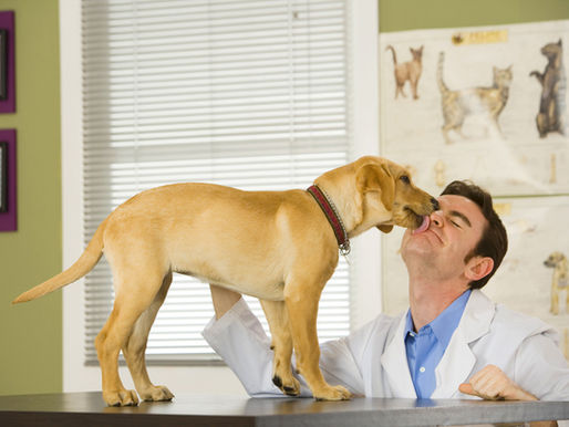 Cute dog licking a male vet