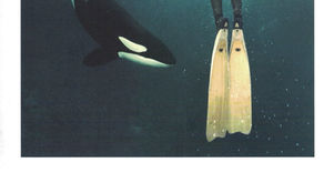 Pierre Robert de Latour : Frères des orques - 20 ans de plongée avec les orques libres