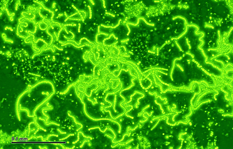 Cyanobacteria