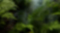 fern 2.jpg