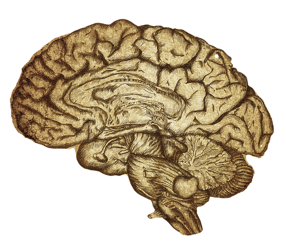 Brain Sketch_edited.png
