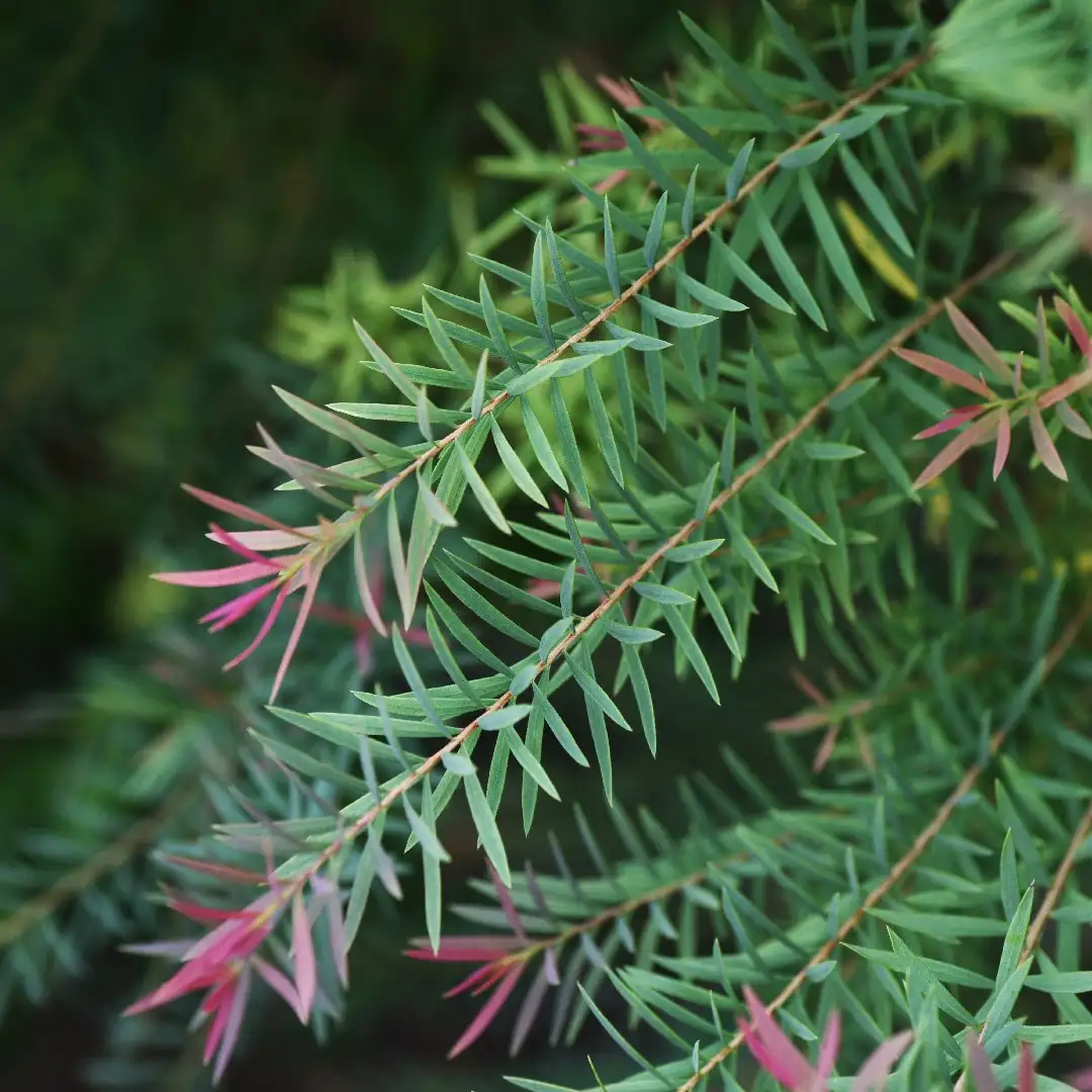 Leaves of the Tea Tree plant which are used to make Yuana Aroma Pillow Mists, Diffuser Oils and Body Oils
