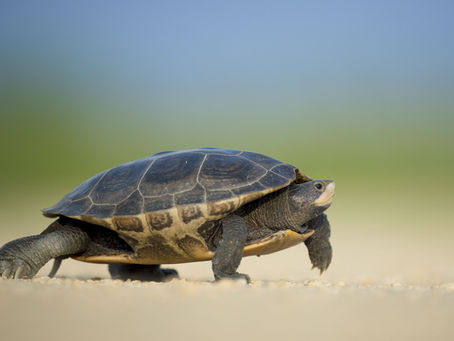 Τραγούδια Για Τα Κατοικίδια Ζώα (Part 1)