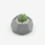 עציץ בטון גיאומטרי עם סקולנט עמיד לעיצוב הבית