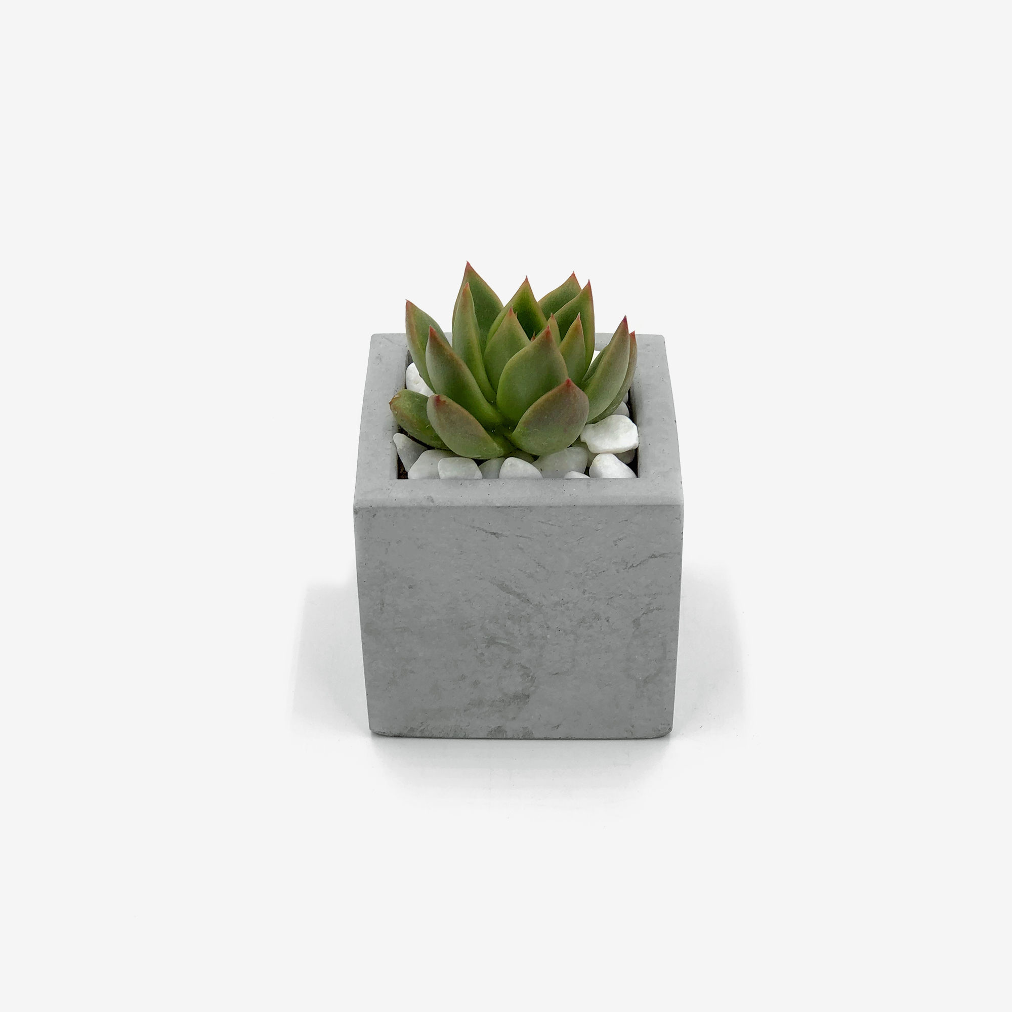 עציץ בטון מרובע, עציץ בטון, צמח עמיד, צמח אויר, צמח, קקטוס, עיצוב פנים