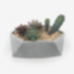 קקטוסים בעציץ בטון לעיצוב הבית