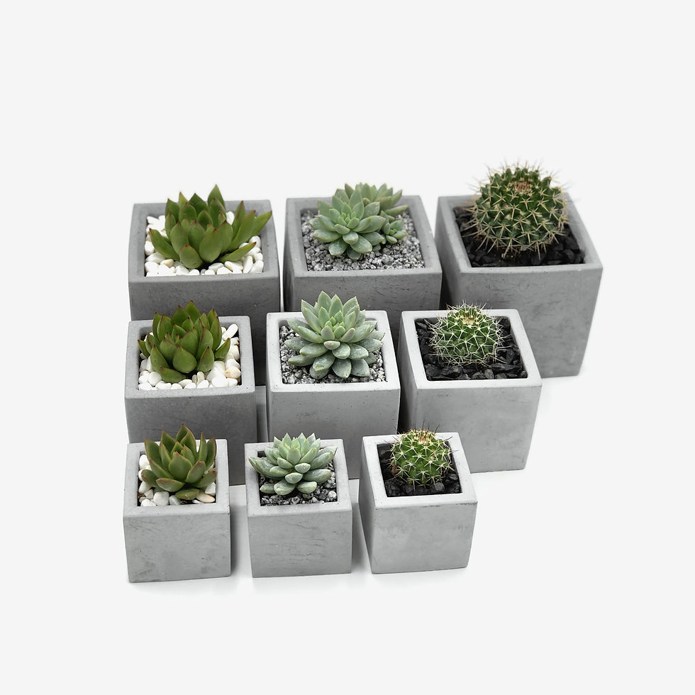 תמונה ממוזערת: עציץ בטון מרובע, עציץ בטון, צמח עמיד, צמח אויר, צמח, קקטוס, עיצוב פנים