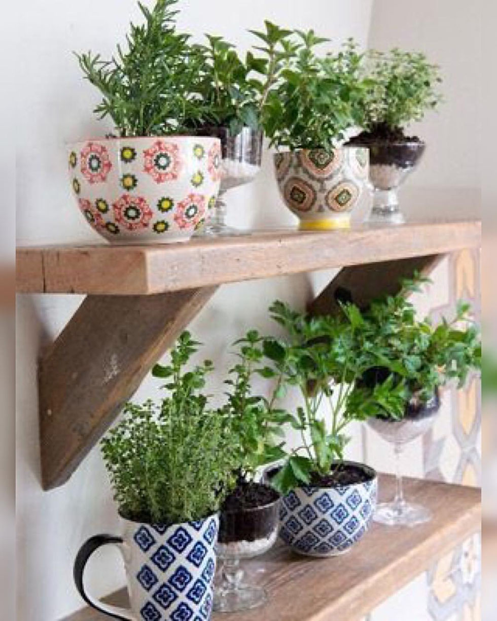 prateleiras com mini horta