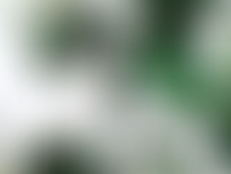 Plantas que purificam o ar