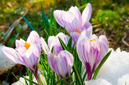 Winter Landscaping: 10 Plants that will Brighten the Dark Days of Winter