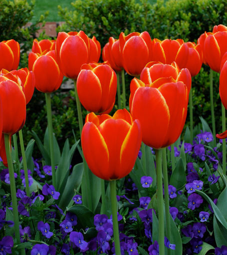 Fall- A Great Time to Plant!
