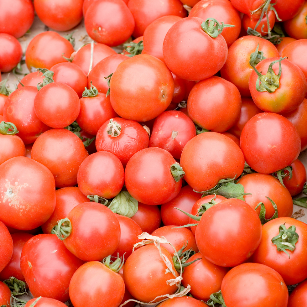 Thumbnail: Tomato Plants - Paste, Sauce, & Slicing 