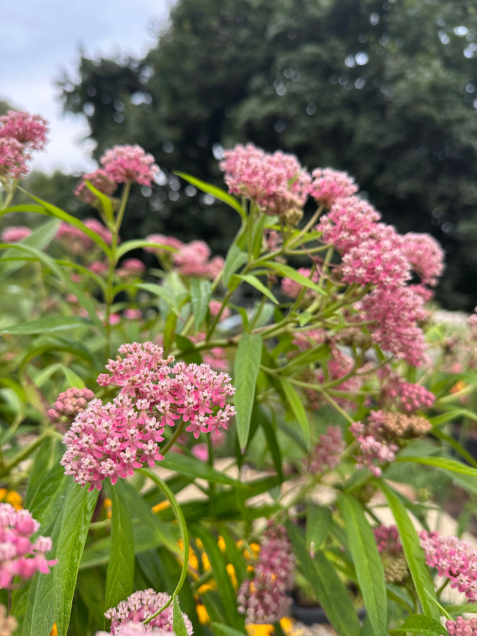 Thumbnail: Native Rain Garden Mix