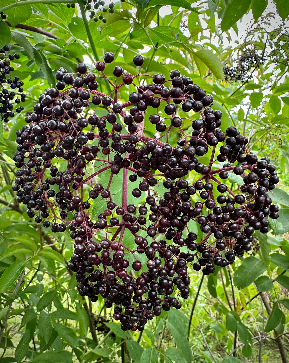 Thumbnail: American Black Elderberry, Sambucus canadensis